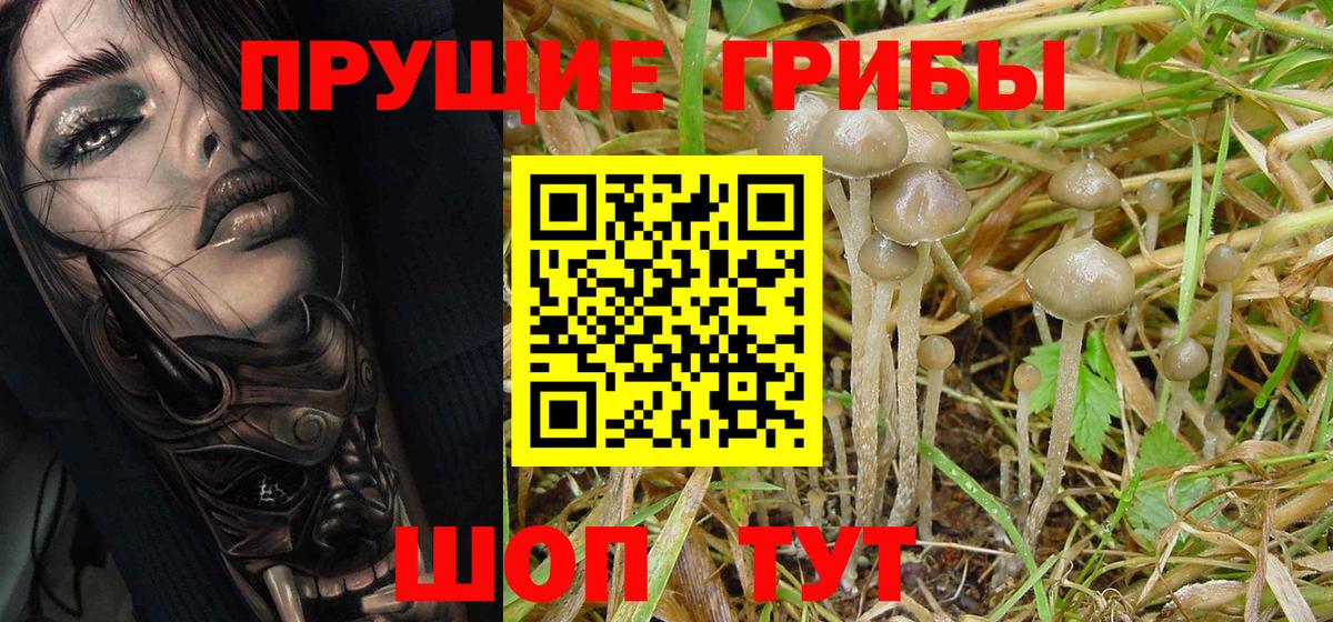 Псилоцибиновые грибы Psilocybine cubensis  Вход с VPN  Кохма 